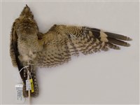 藏品(南亞夜鷹)的圖片